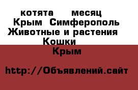 котята 1,5 месяц  - Крым, Симферополь Животные и растения » Кошки   . Крым